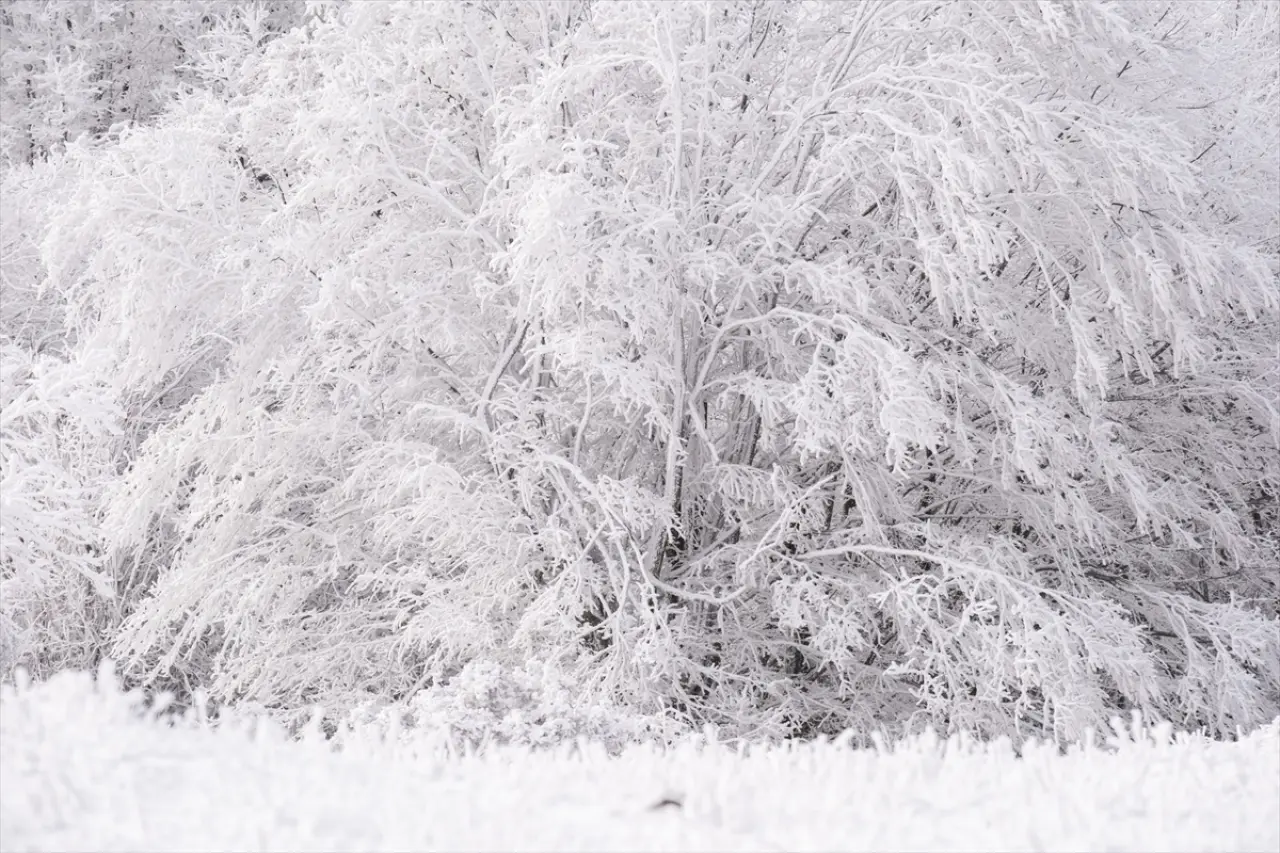 Istranca Ormanları'nda bir kış masalı: Beyaz örtü büyüledi 8