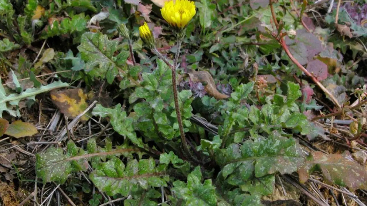 Bilim insanlarından beslenme rehberi: Sofraya mutlaka eklenmesi önerilen 7 gıda 8
