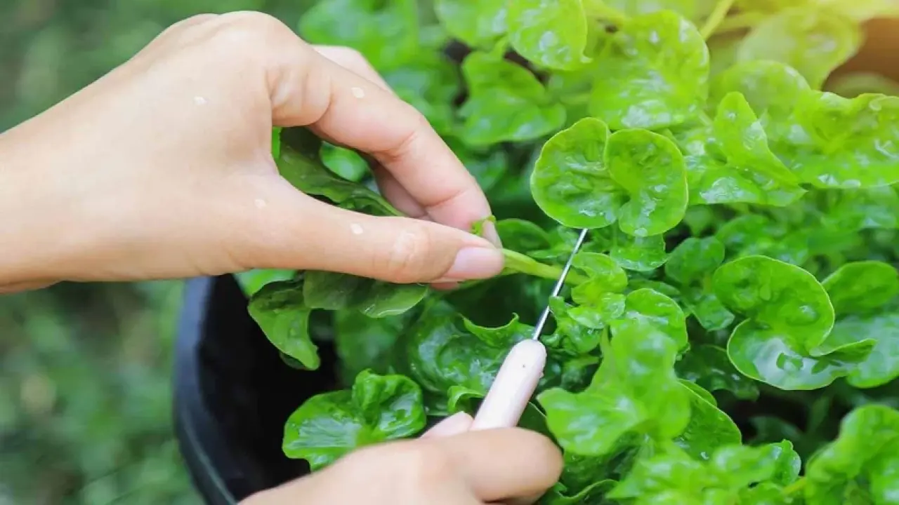 Bilim insanlarından beslenme rehberi: Sofraya mutlaka eklenmesi önerilen 7 gıda 4