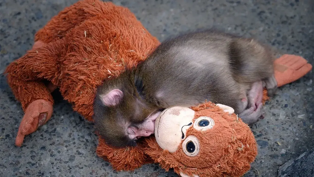 Maymun Punch neden dışlanıyor? Ünlü isim sahiplenmek için 250 bin dolar teklif etti 8