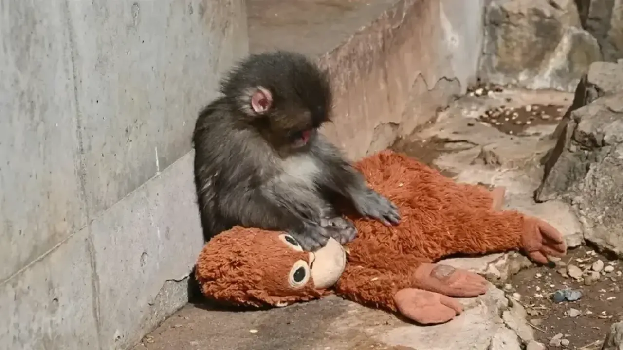 Maymun Punch neden dışlanıyor? Ünlü isim sahiplenmek için 250 bin dolar teklif etti 4