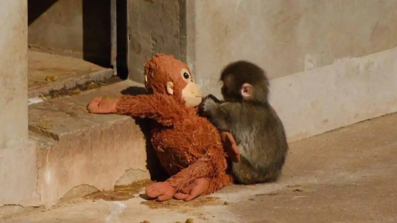 Maymun Punch neden dışlanıyor? Ünlü isim sahiplenmek için 250 bin dolar teklif etti 3