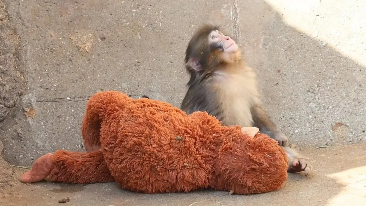 Maymun Punch neden dışlanıyor? Ünlü isim sahiplenmek için 250 bin dolar teklif etti 1