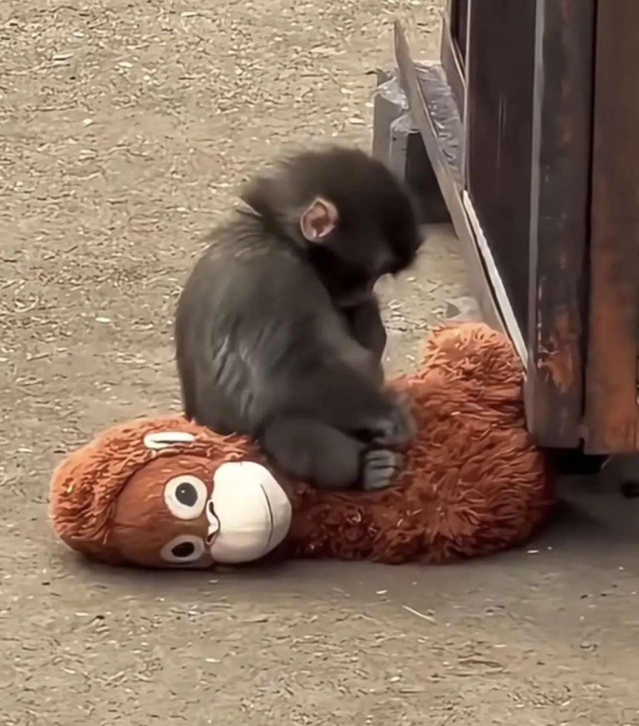 Maymun Punch neden dışlanıyor? Ünlü isim sahiplenmek için 250 bin dolar teklif etti 6