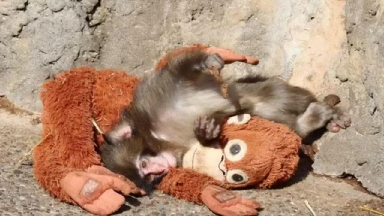 Maymun Punch neden dışlanıyor? Ünlü isim sahiplenmek için 250 bin dolar teklif etti 2