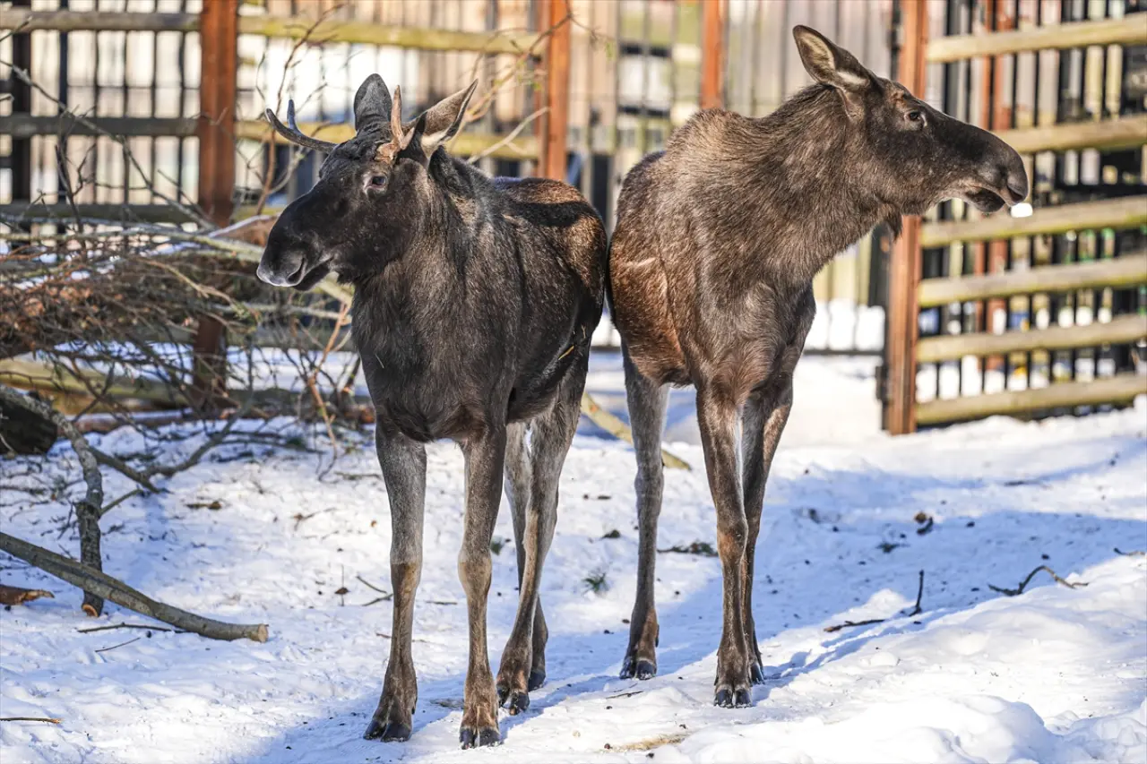 Stockholm Skansen Açık Hava Müzesi: 130 yıllık bir zaman yolculuğu 11