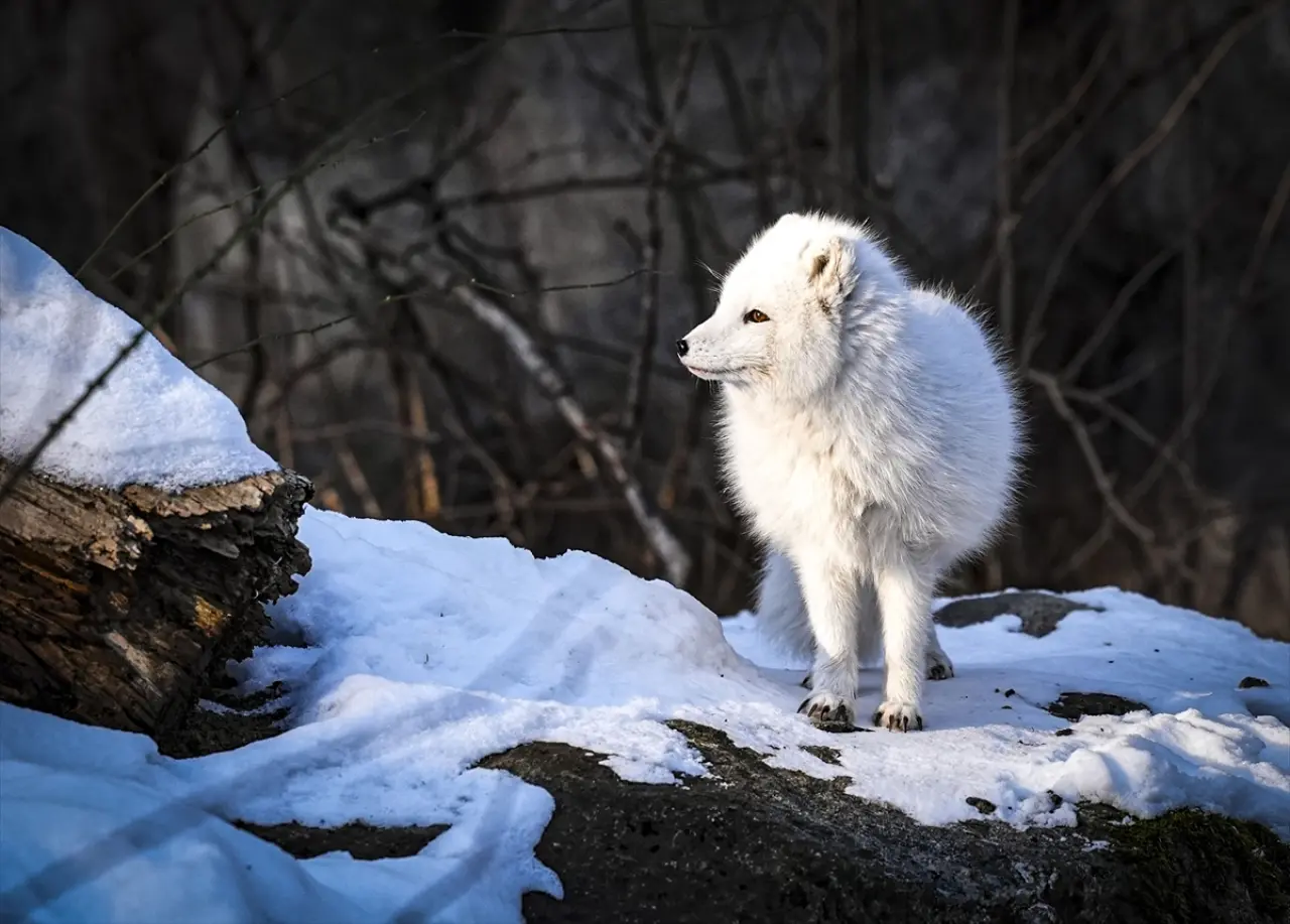 Stockholm Skansen Açık Hava Müzesi: 130 yıllık bir zaman yolculuğu 20