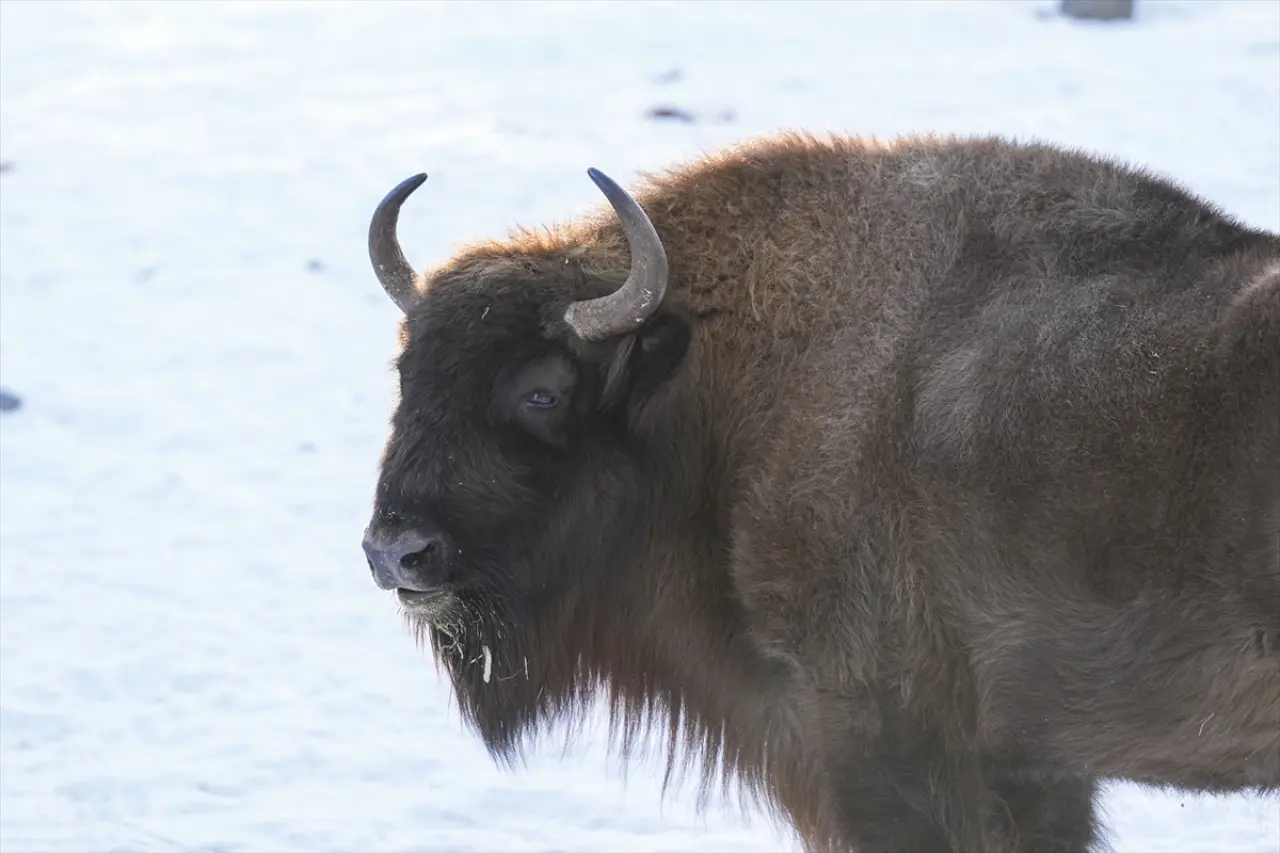 Stockholm Skansen Açık Hava Müzesi: 130 yıllık bir zaman yolculuğu 25