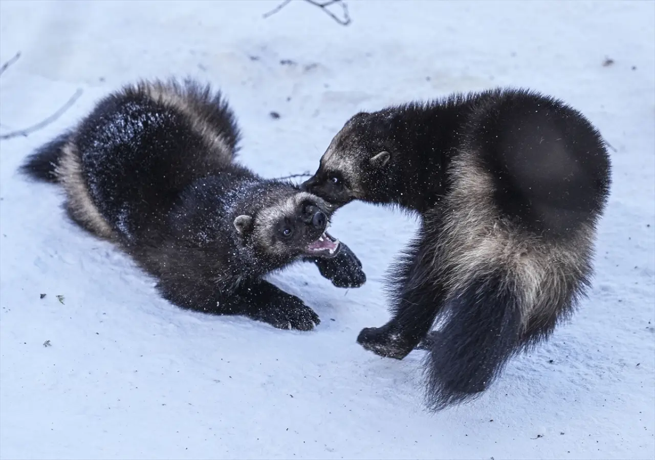 Stockholm Skansen Açık Hava Müzesi: 130 yıllık bir zaman yolculuğu 15