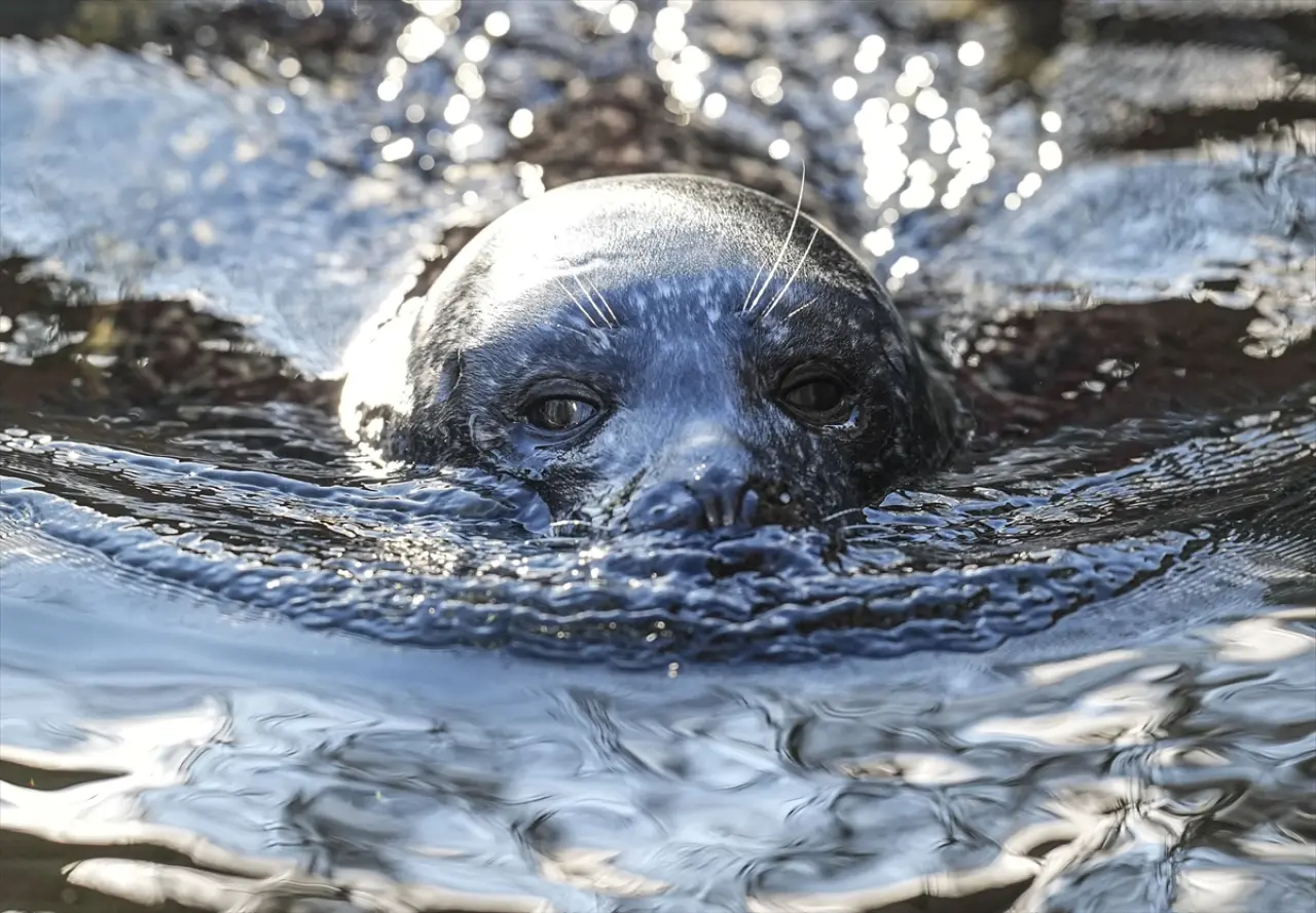 Stockholm Skansen Açık Hava Müzesi: 130 yıllık bir zaman yolculuğu 7