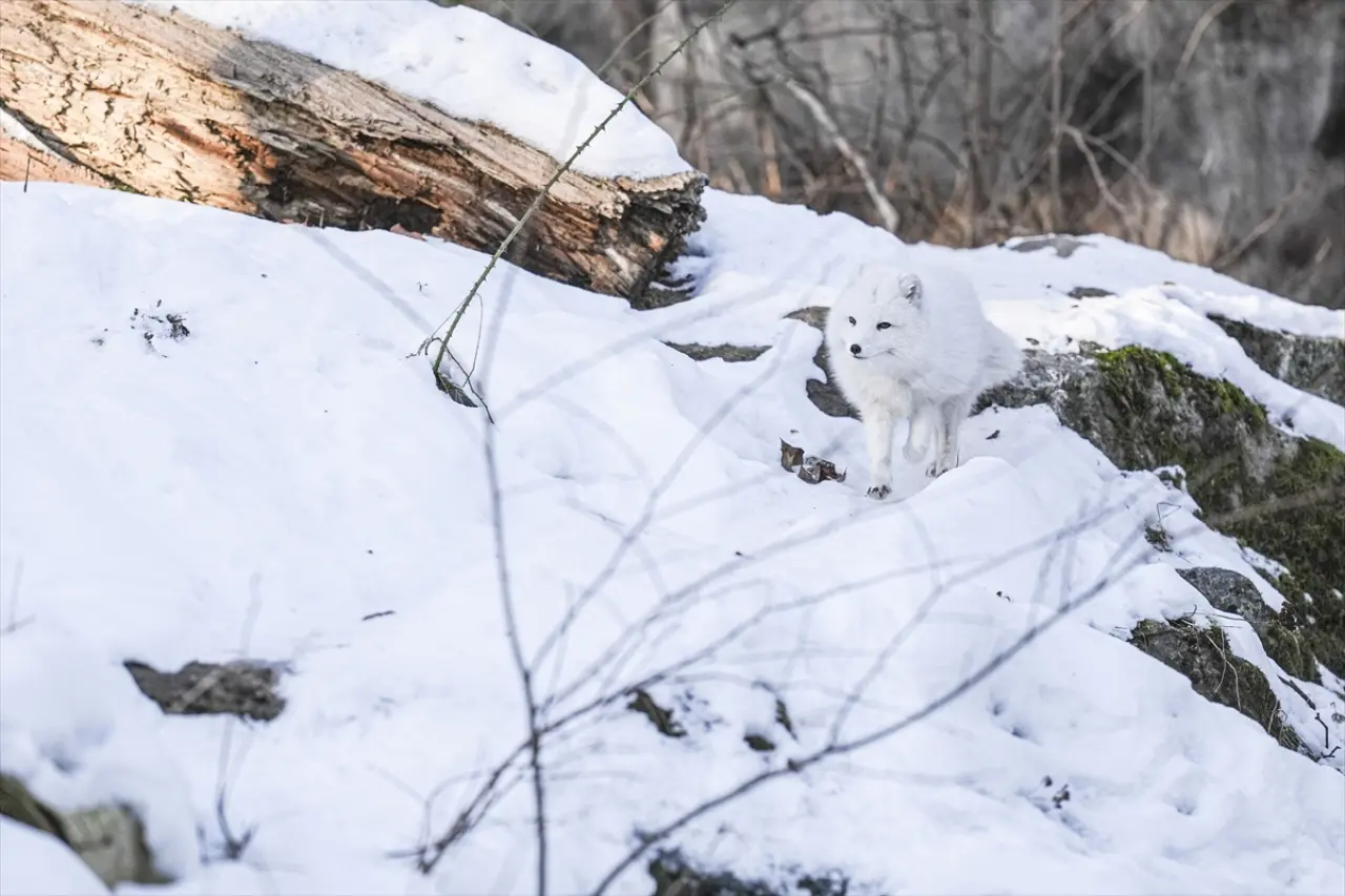 Stockholm Skansen Açık Hava Müzesi: 130 yıllık bir zaman yolculuğu 18