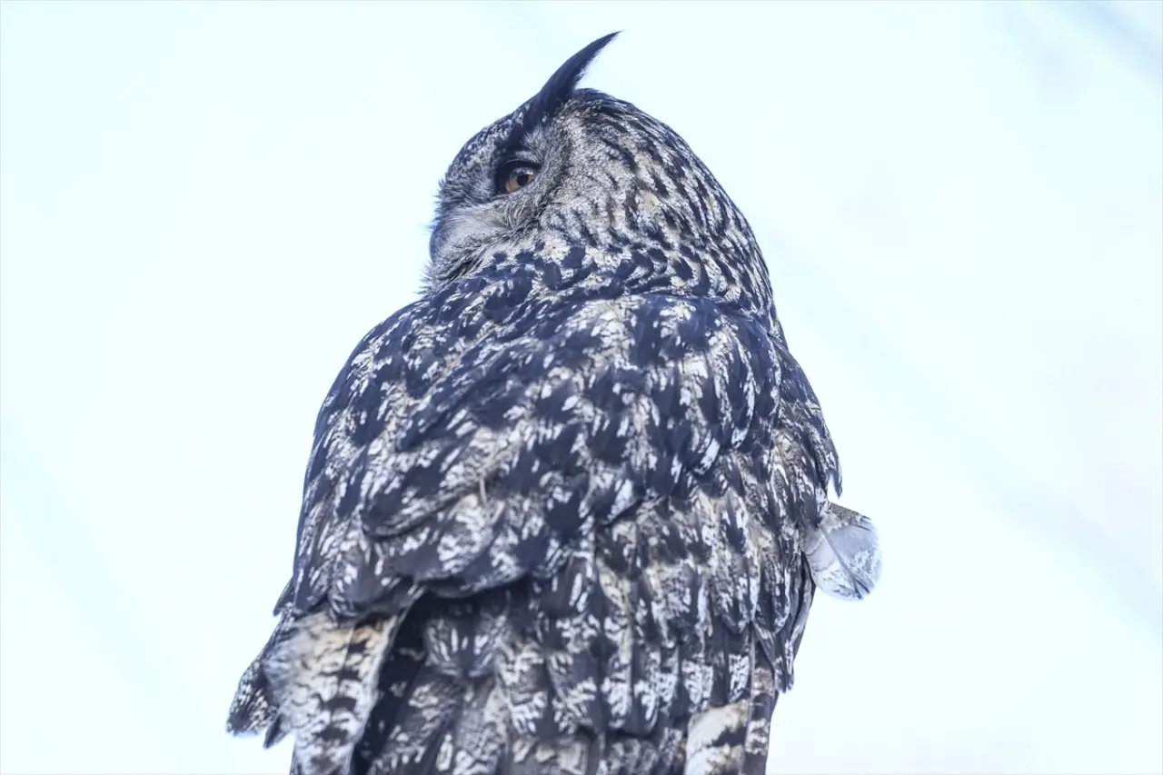 Stockholm Skansen Açık Hava Müzesi: 130 yıllık bir zaman yolculuğu 26