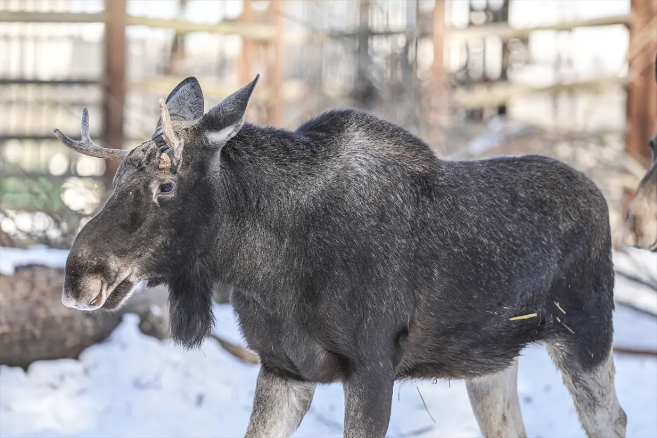 Stockholm Skansen Açık Hava Müzesi: 130 yıllık bir zaman yolculuğu 12