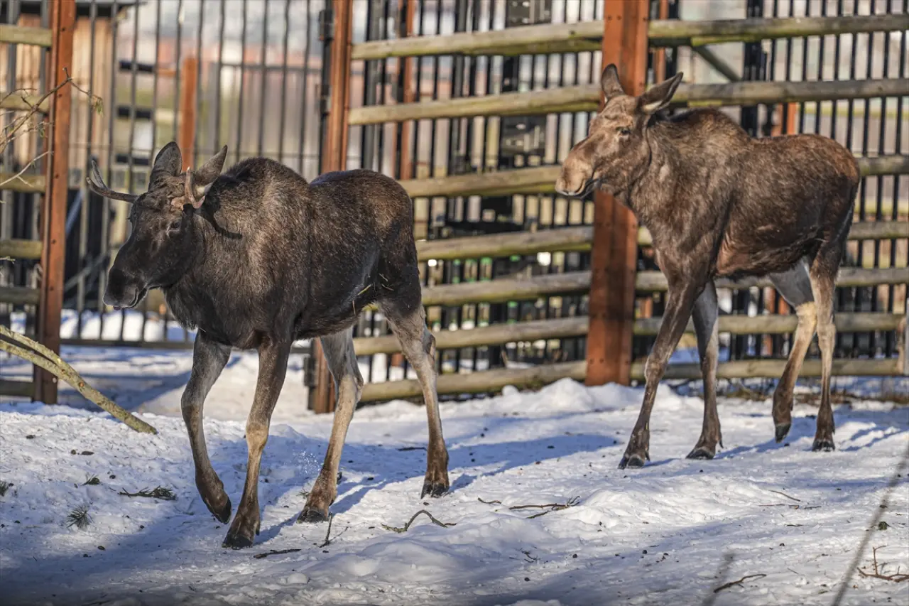 Stockholm Skansen Açık Hava Müzesi: 130 yıllık bir zaman yolculuğu 10