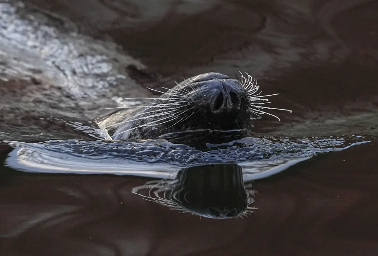 Stockholm Skansen Açık Hava Müzesi: 130 yıllık bir zaman yolculuğu 4