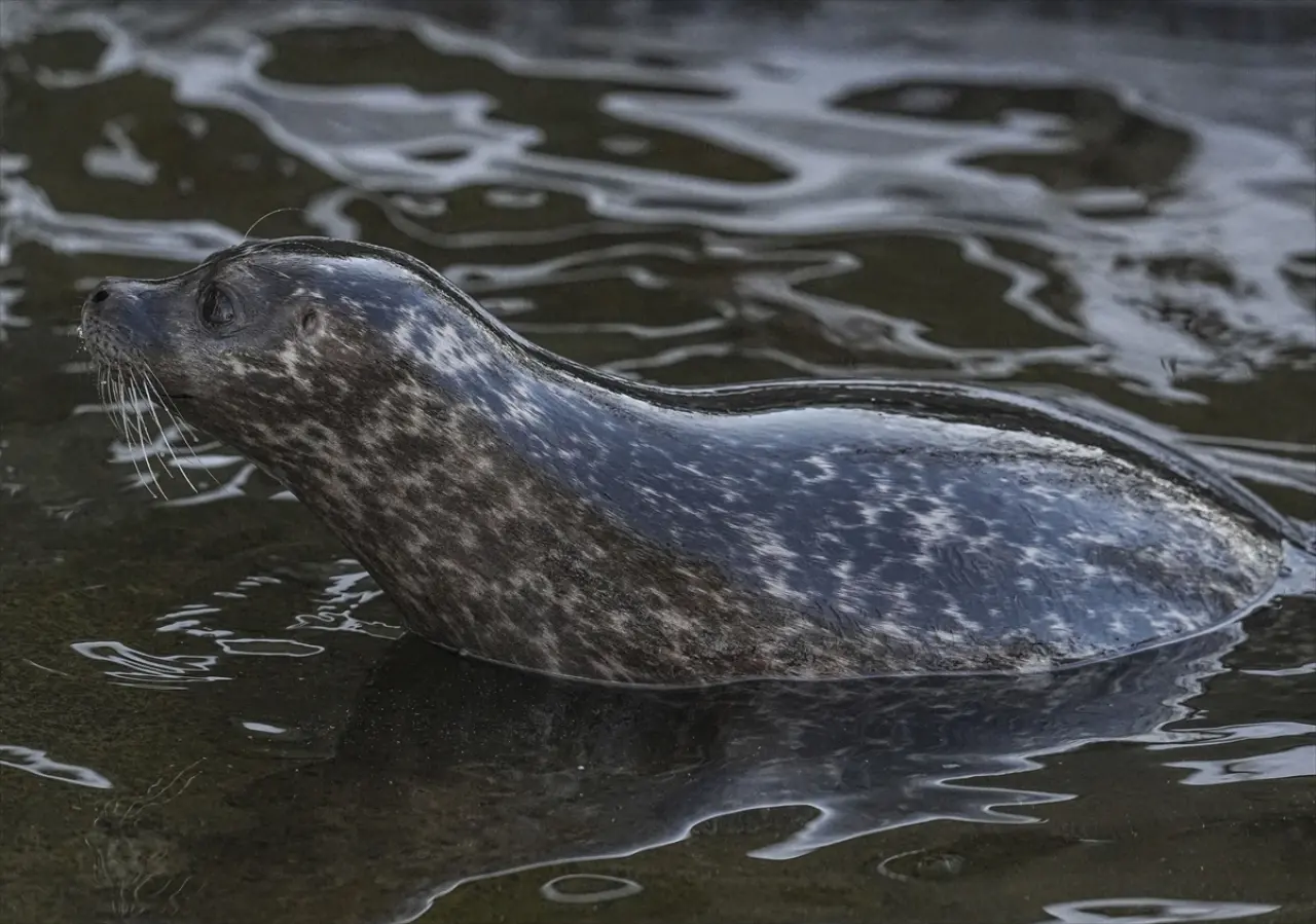 Stockholm Skansen Açık Hava Müzesi: 130 yıllık bir zaman yolculuğu 6