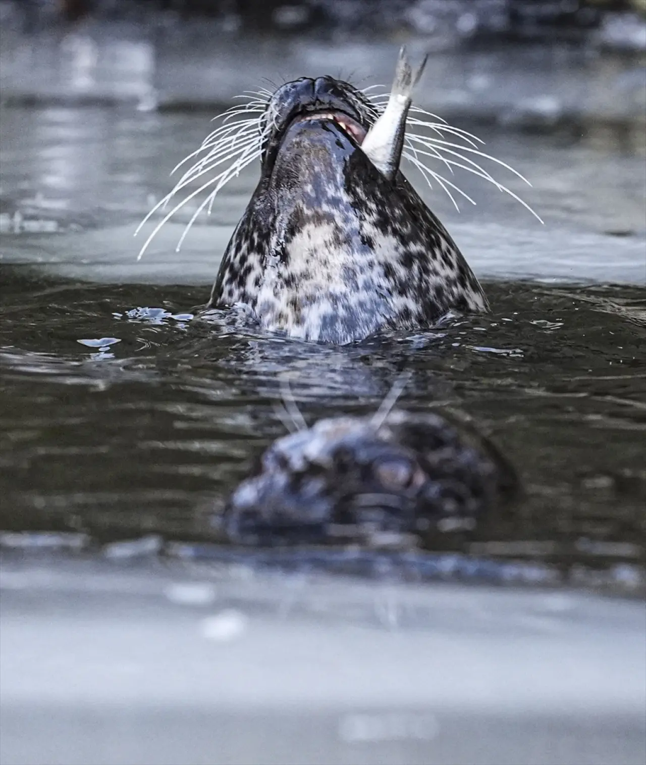 Stockholm Skansen Açık Hava Müzesi: 130 yıllık bir zaman yolculuğu 2
