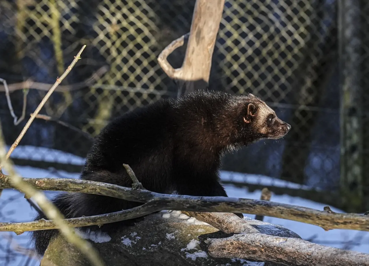 Stockholm Skansen Açık Hava Müzesi: 130 yıllık bir zaman yolculuğu 16