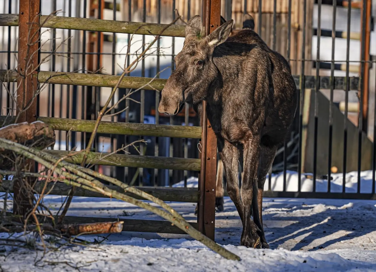 Stockholm Skansen Açık Hava Müzesi: 130 yıllık bir zaman yolculuğu 9