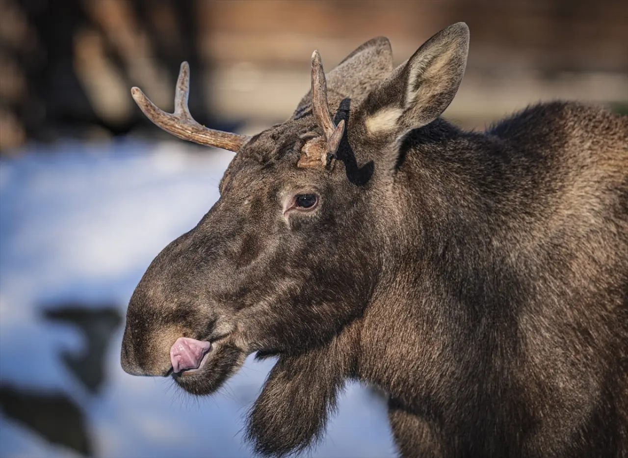 Stockholm Skansen Açık Hava Müzesi: 130 yıllık bir zaman yolculuğu 8