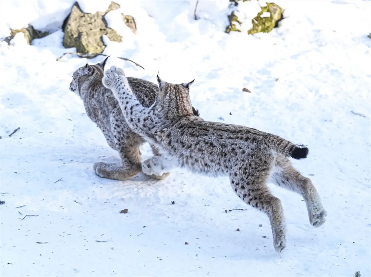 Stockholm Skansen Açık Hava Müzesi: 130 yıllık bir zaman yolculuğu 24