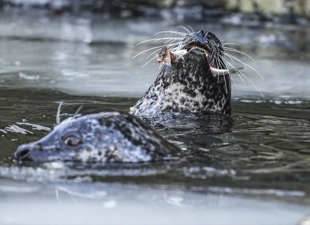 Stockholm Skansen Açık Hava Müzesi: 130 yıllık bir zaman yolculuğu 1