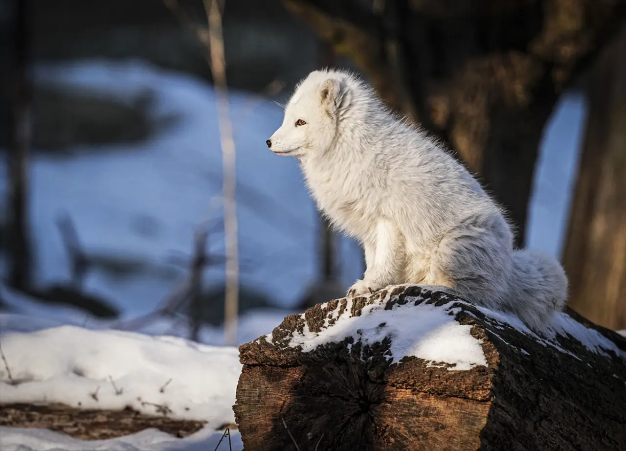 Stockholm Skansen Açık Hava Müzesi: 130 yıllık bir zaman yolculuğu 19