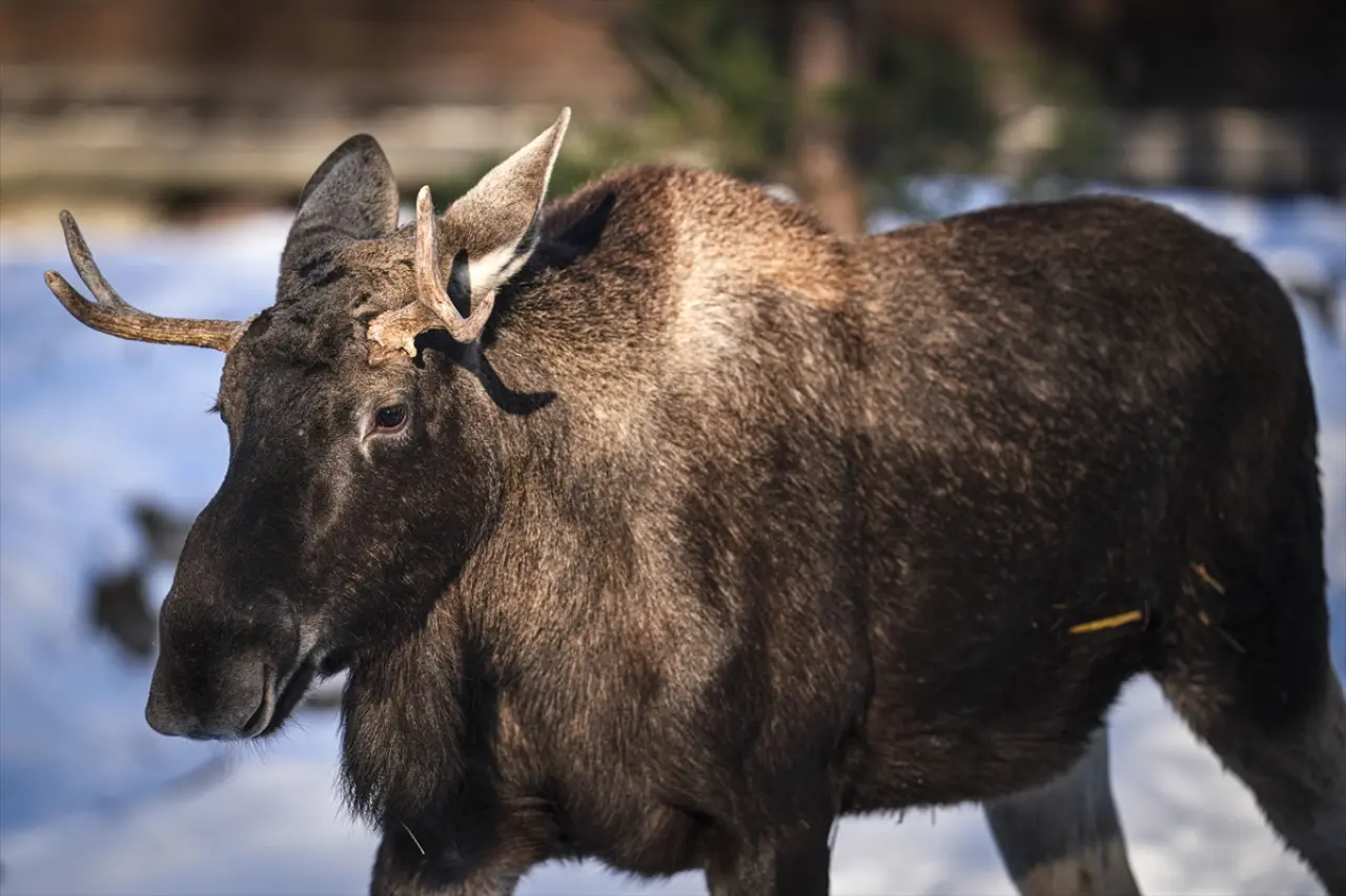 Stockholm Skansen Açık Hava Müzesi: 130 yıllık bir zaman yolculuğu 13