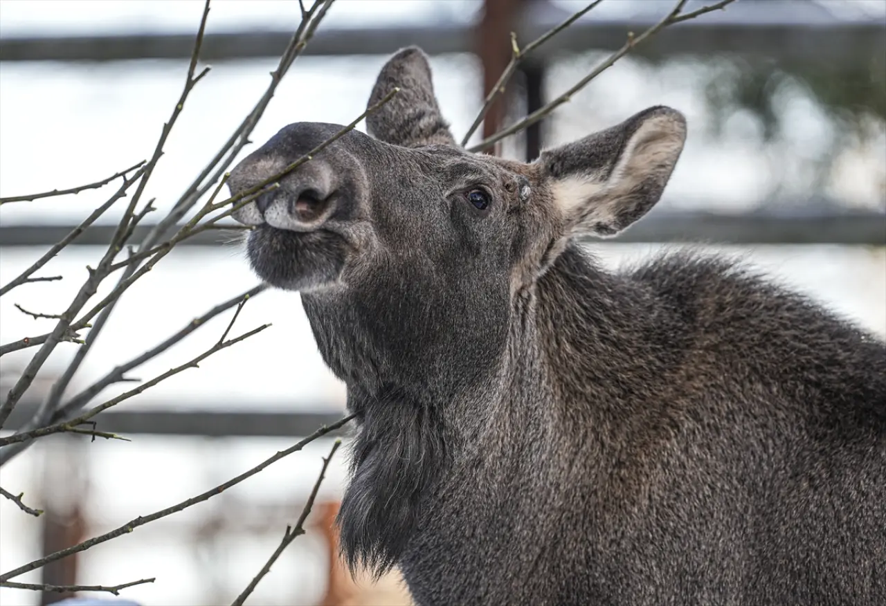 Stockholm Skansen Açık Hava Müzesi: 130 yıllık bir zaman yolculuğu 14
