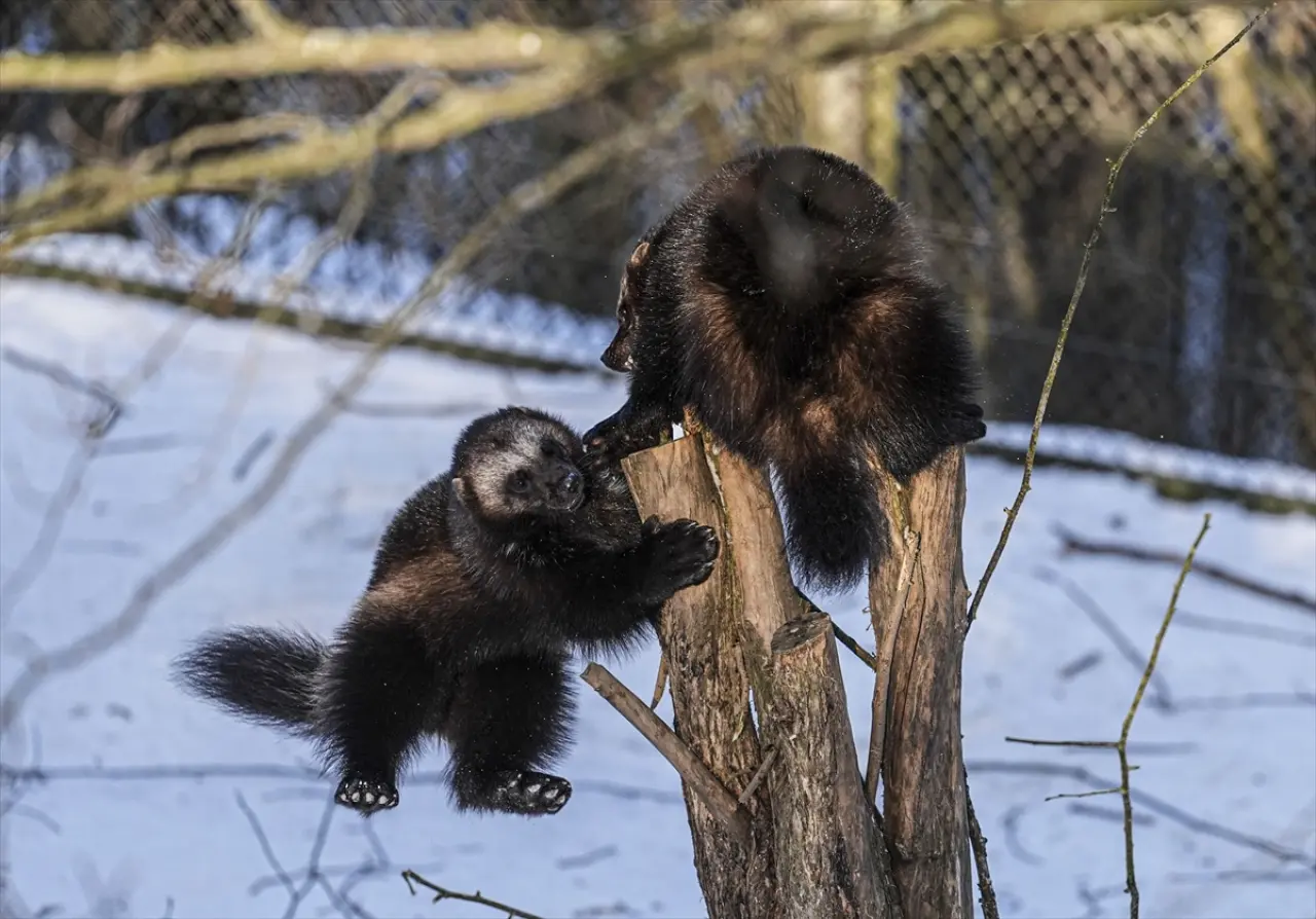 Stockholm Skansen Açık Hava Müzesi: 130 yıllık bir zaman yolculuğu 17