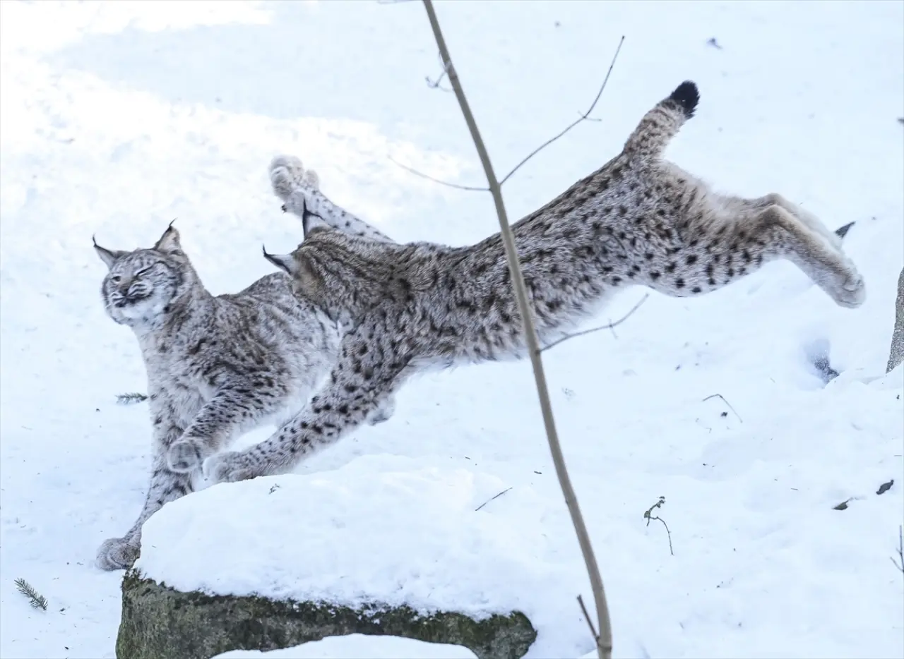 Stockholm Skansen Açık Hava Müzesi: 130 yıllık bir zaman yolculuğu 23