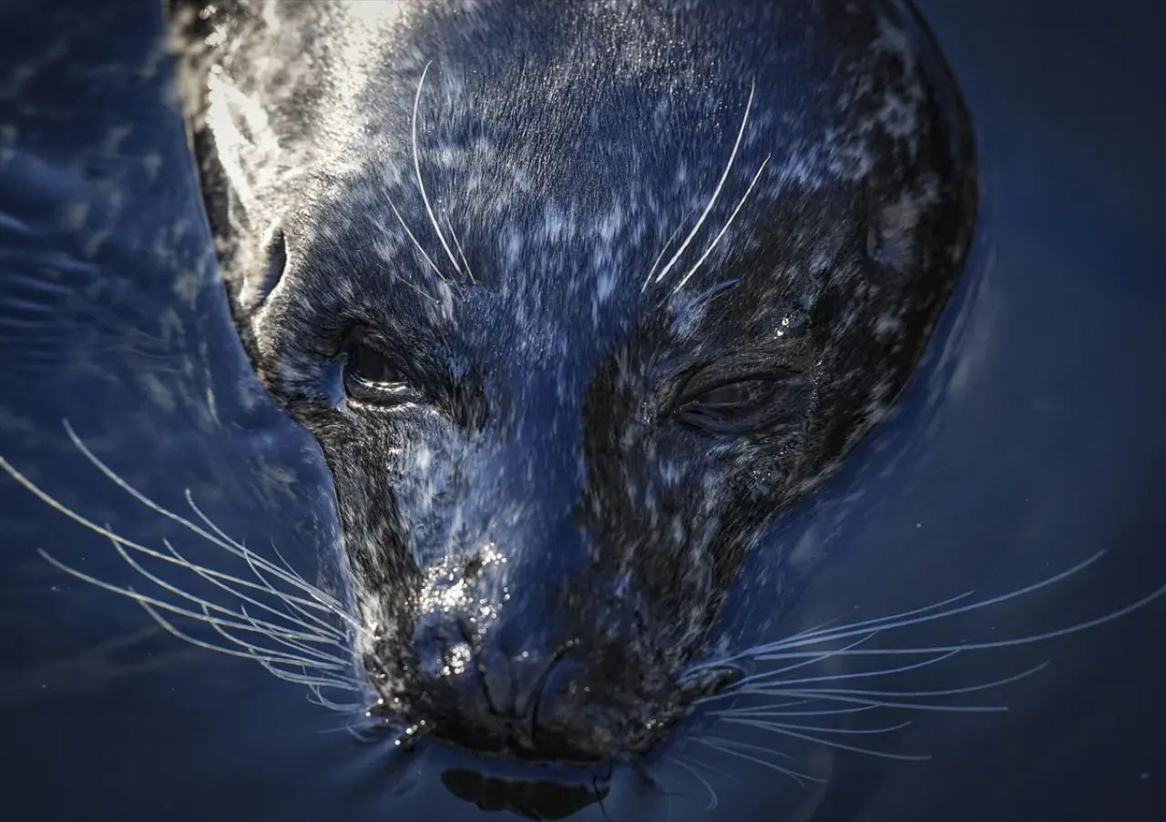 Stockholm Skansen Açık Hava Müzesi: 130 yıllık bir zaman yolculuğu 3