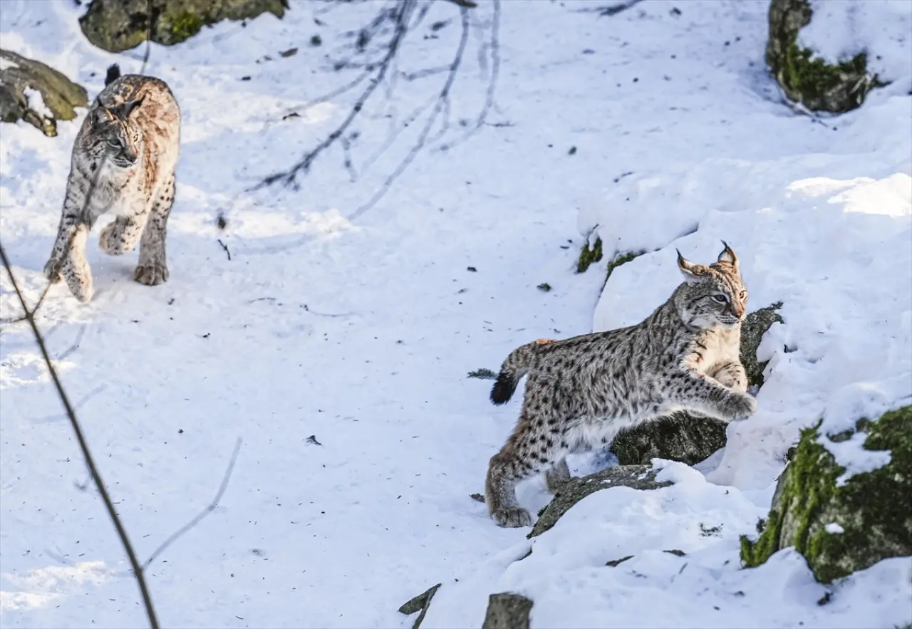 Stockholm Skansen Açık Hava Müzesi: 130 yıllık bir zaman yolculuğu 22