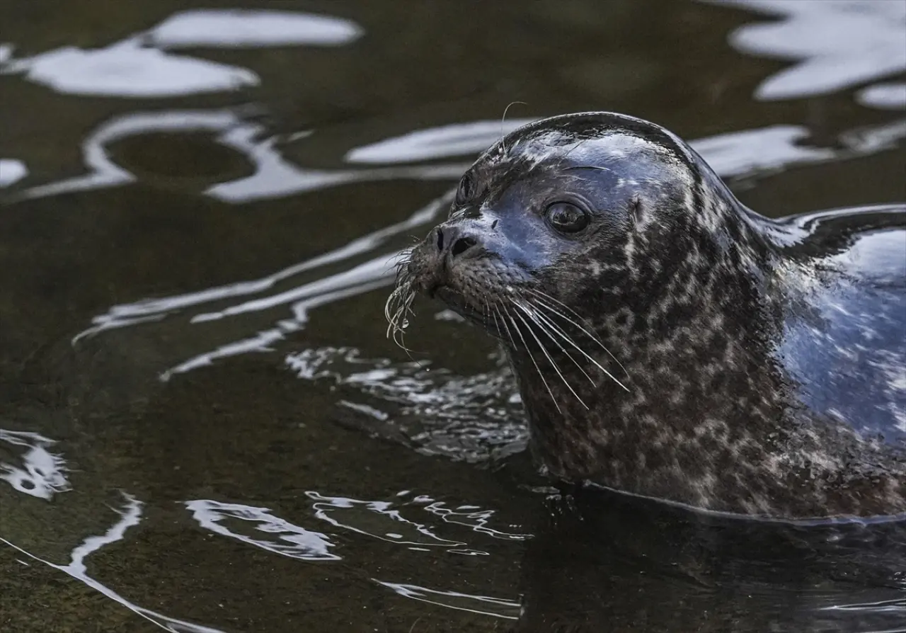 Stockholm Skansen Açık Hava Müzesi: 130 yıllık bir zaman yolculuğu 5