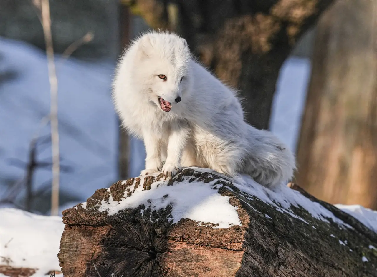 Stockholm Skansen Açık Hava Müzesi: 130 yıllık bir zaman yolculuğu 21