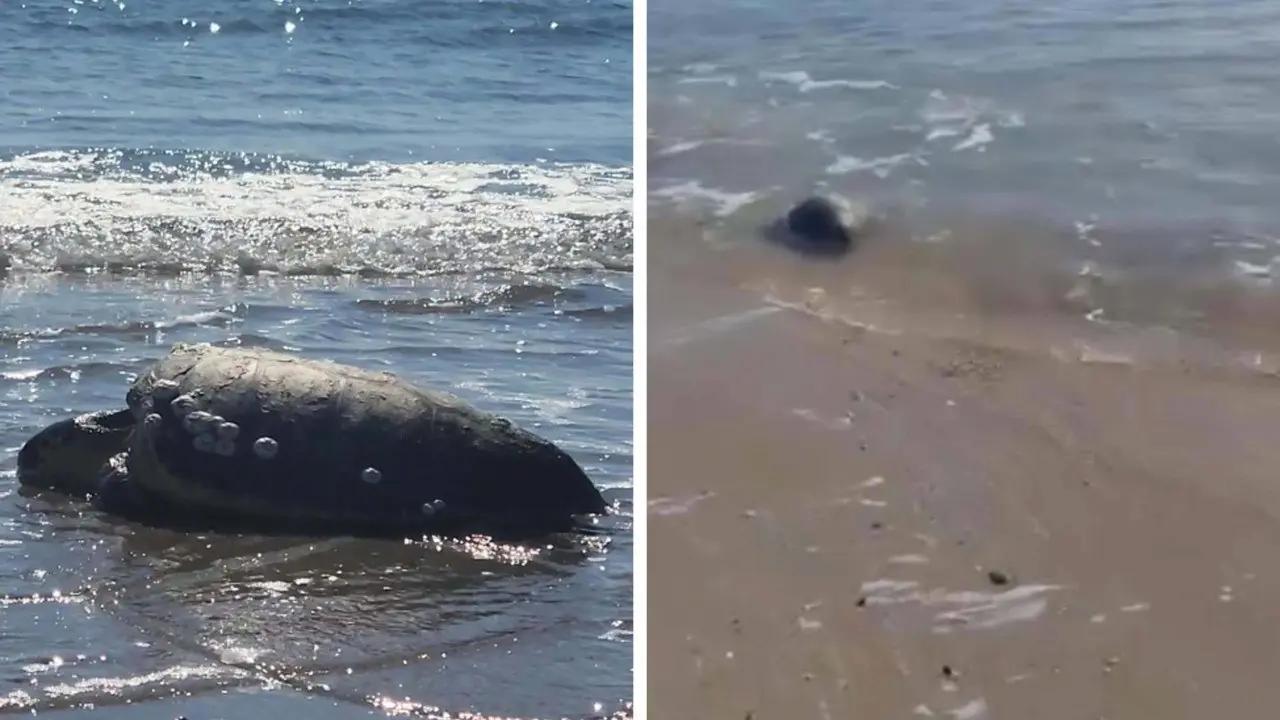 Kıyıya vuran caretta caretta vatandaşların yardımıyla denizle buluştu